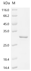 Recombinant Human Allergin-1(MILR1), partial