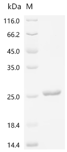 Recombinant Mouse Thyrotropin subunit beta (Tshb), partial