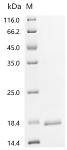 Recombinant Clostridium botulinum Hemagglutinin component of the neurotoxin complex (ha17)