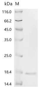 Recombinant Human Apoptosis-associated speck-like protein containing a CARD (PYCARD), partial