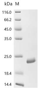 Recombinant Bovine Fibroblast growth factor 1 (FGF1)