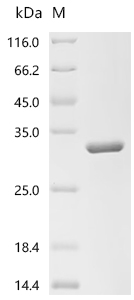Recombinant Human Hyaluronidase-1 (HYAL1), partial