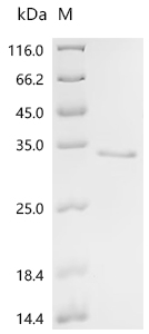 Recombinant Pig Superoxide dismutase [Cu-Zn](SOD1)