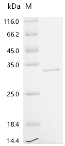 Recombinant Human Mammaglobin-B (SCGB2A1)