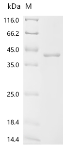 Recombinant Dermatophagoides farinae Paramyosin, partial