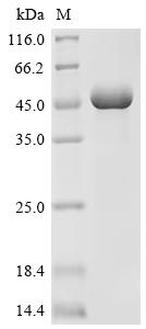 Recombinant Finegoldia magna ATCC 53516 LPXTG-motif cell wall anchor domain protein, partial, Biotinylated