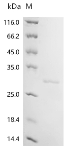Recombinant Human Myosin regulatory light polypeptide 9 (MYL9)
