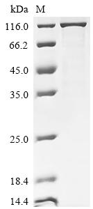 Recombinant Human Kelch-like ECH-associated protein 1 (KEAP1), Biotinylated