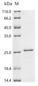 Recombinant Rat Claudin-1 (Cldn1)