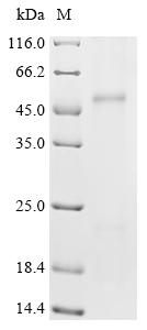 Recombinant Mouse Metal cation symporter ZIP14 (Slc39a14)