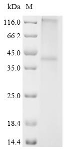 Recombinant Mouse Sphingosine 1-phosphate receptor 2 (S1pr2)