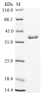 Recombinant Human Butyrophilin-like protein 2 (BTNL2), partial