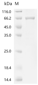 Recombinant Human Myotubularin (MTM1)