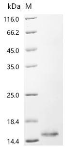 Recombinant Human Gamma-aminobutyric acid receptor-associated protein-like 2 (GABARAPL2)