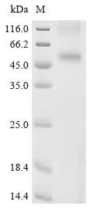 Recombinant Human Alpha-1A adrenergic receptor (ADRA1A)