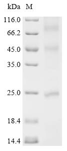 Recombinant Staphylococcus aureus CDP-diacylglycerol--glycerol-3-phosphate 3-phosphatidyltransferase (pgsA)