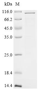 Recombinant Human Transient receptor potential cation channel subfamily V member 1 (TRPV1), partial