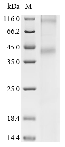 Recombinant Human fMet-Leu-Phe receptor (FPR1)
