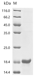 Recombinant Mouse Muellerian-inhibiting factor (Amh), partial