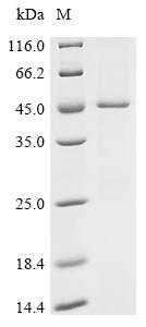 Recombinant Sendai virus Fusion glycoprotein F0 (F), partial