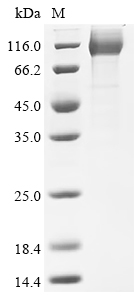 Recombinant Human CD44 antigen (CD44), partial
