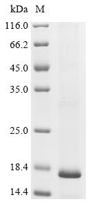 Recombinant Mouse Interferon-induced transmembrane protein 3 (Ifitm3)