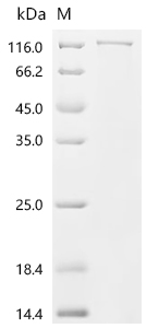 Recombinant Mouse Nucleolar RNA helicase 2 (Ddx21)