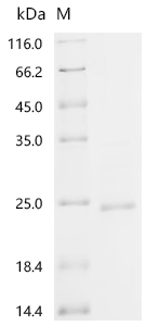 Recombinant Mouse Protein E6 (E6)