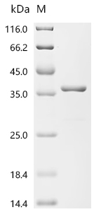 Recombinant Mycobacterium tuberculosis Co-chaperonin GroES (groES)