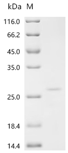 Recombinant Klebsiella pneumoniae Microcin E492 (mceA)