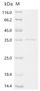 Recombinant Human Granzyme K (GZMK)