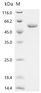 Recombinant Rat Tripartite motif-containing protein 72 (Trim72)