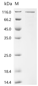 Recombinant Mouse Nucleolar RNA helicase 2 (Ddx21)