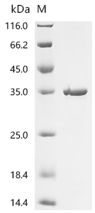 Recombinant Drosophila melanogaster Tyrosine-protein kinase hopscotch (hop), partial