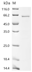 Recombinant Dog Tripartite motif-containing protein 72 (TRIM72)