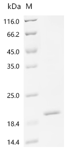 Recombinant Human Uncharacterized protein C1orf54 (C1orf54)