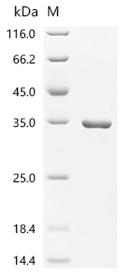 Recombinant Escherichia coli 2,3-bisphosphoglycerate-dependent phosphoglycerate mutase (gpmA)
