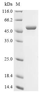 Recombinant Measles virus Fusion glycoprotein F0 (F), partial