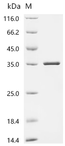 Recombinant Escherichia coli N-acetylmuramoyl-L-alanine amidase AmiD (amiD)
