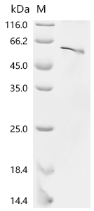 Recombinant Mouse Neurogenic differentiation factor 1 (Neurod1)