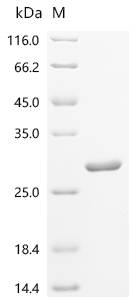 Recombinant Escherichia coli Intermembrane phospholipid transport system binding protein MlaC (mlaC)