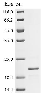 Recombinant Rat Zymogen granule membrane protein 16 (Zg16)