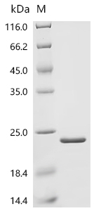 Recombinant Phleum pratense Profilin-1 (PRO1)