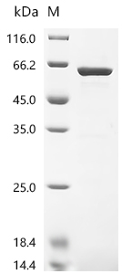 Recombinant Human Signal recognition particle subunit SRP54 (SRP54)