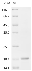 Recombinant Human Pro-neuregulin-1, membrane-bound isoform (NRG1), partial