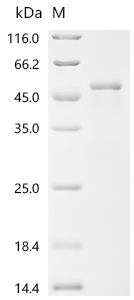Recombinant Newcastle disease virus Fusion glycoprotein F0 (F), partial