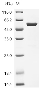 Recombinant pig Tripartite motif-containing protein 72(TRIM72)