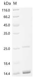 Recombinant Human Protein FAM171A2(FAM171A2), partial