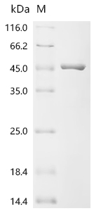 Recombinant Escherichia coli DNA gyrase subunit B(gyrB), partial