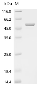 Recombinant Escherichia coli DNA gyrase subunit B(gyrB), partial